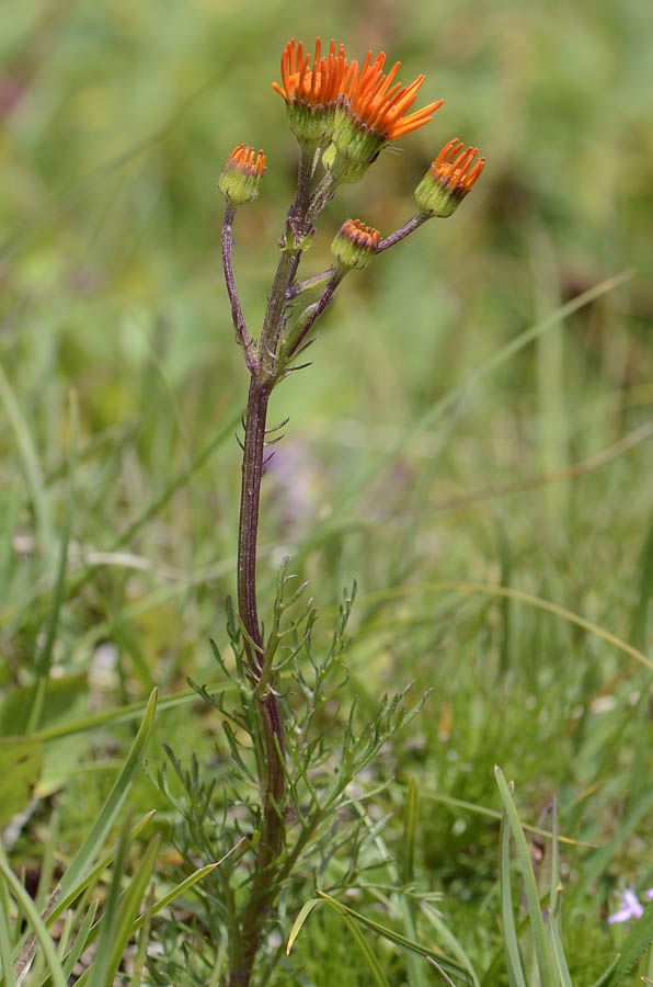 Jacobaea  abrotanifolia / Senecio abrotanino